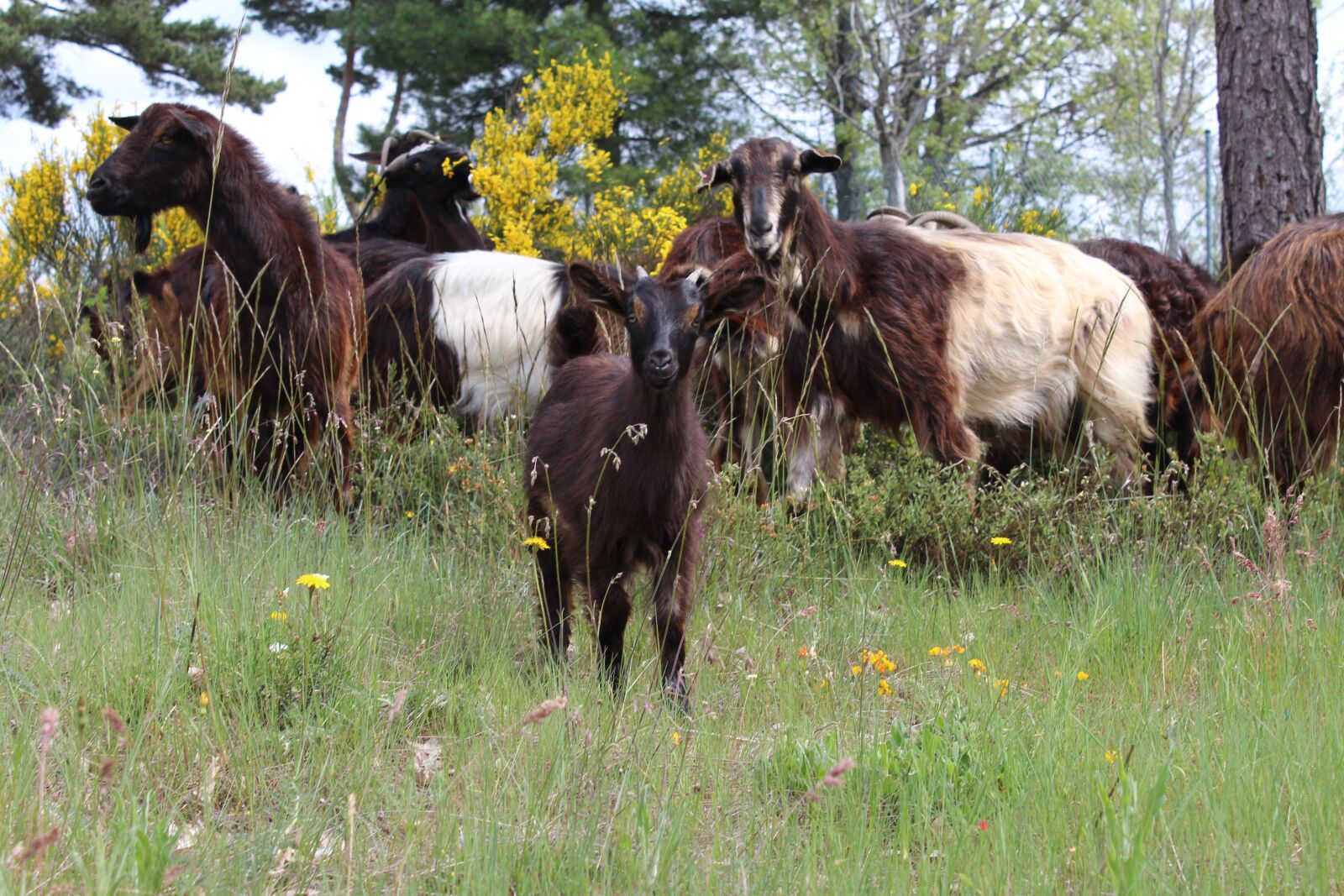 Canon EOS 1200D (EOS Rebel T5 / EOS Kiss X70 / EOS Hi) sample photo. Goat, baby-goat, nature photography