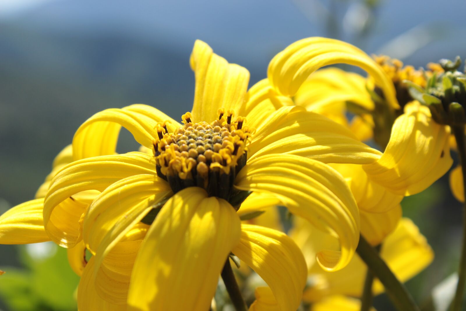 Canon EOS 600D (Rebel EOS T3i / EOS Kiss X5) sample photo. Chile, hill, peñaflor photography