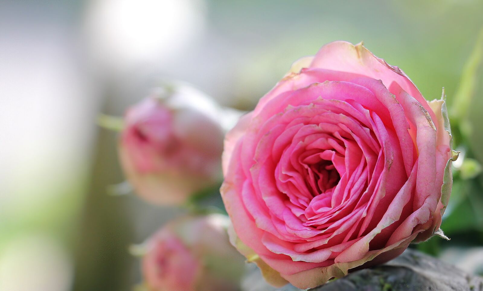 Canon EOS 550D (EOS Rebel T2i / EOS Kiss X4) sample photo. Rose, bush r schen photography