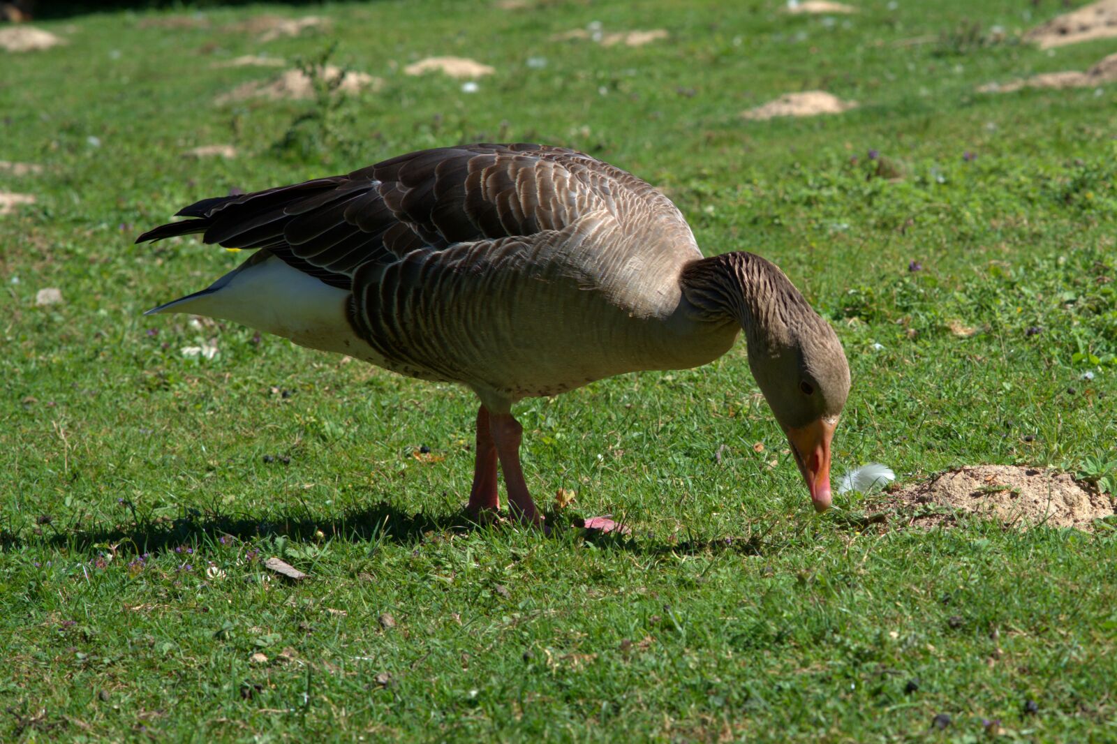Sony a7 II sample photo. Goose, wild goose, bird photography