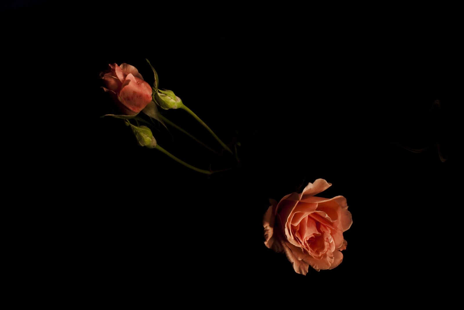 Canon EOS 500D (EOS Rebel T1i / EOS Kiss X3) sample photo. Rose, garcia, bud photography