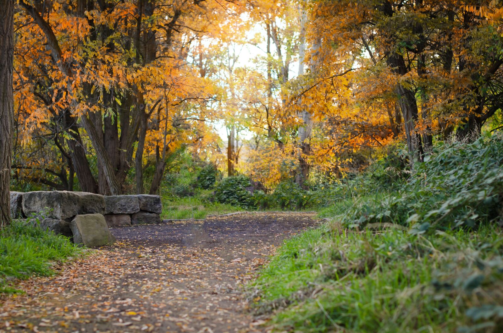 Nikon D7000 sample photo. Idaho, path, fall photography