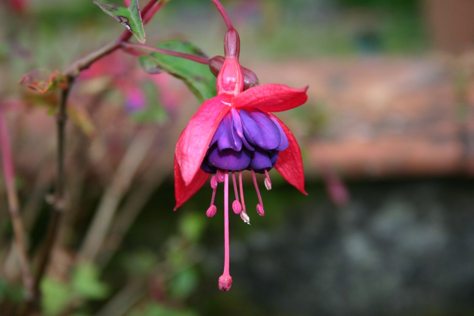 Canon EOS 300D (EOS Digital Rebel / EOS Kiss Digital) sample photo. Flower, fuschia, summer photography