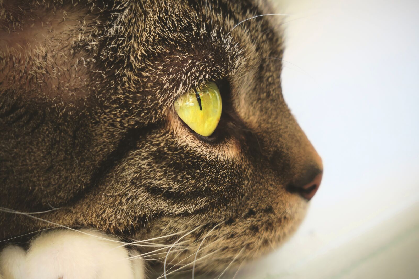 Canon PowerShot G3 X sample photo. Cat, eyes, view photography