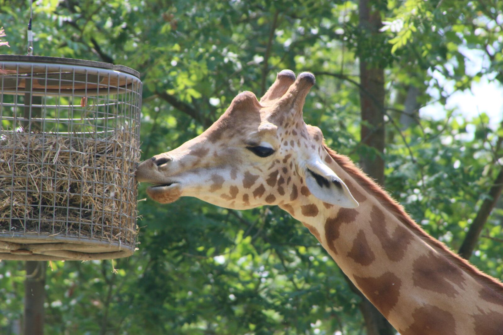 Canon EOS 100D (EOS Rebel SL1 / EOS Kiss X7) sample photo. Planckendael, giraffe, zoo photography