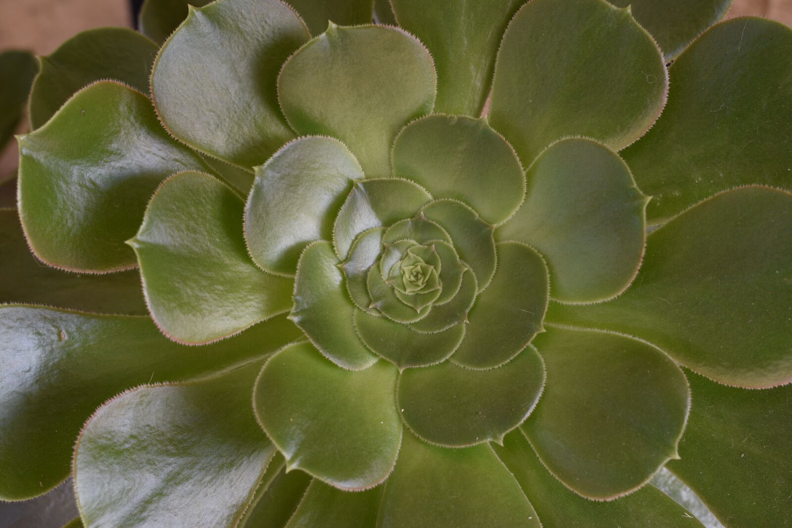 Nikon D3500 sample photo. Plant, succulent, potted photography