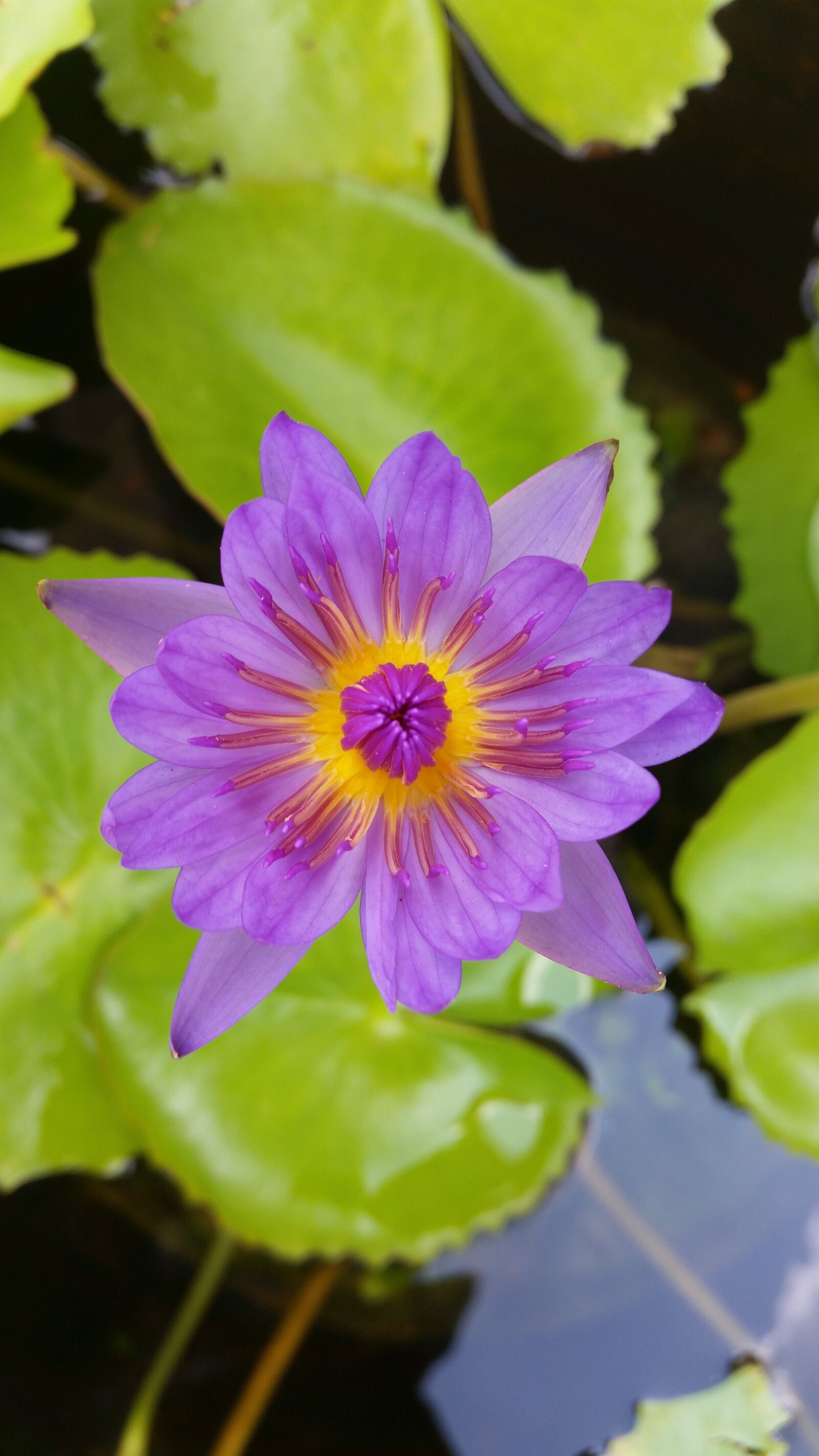 Samsung Galaxy S5 sample photo. Flower, lotus, nature photography