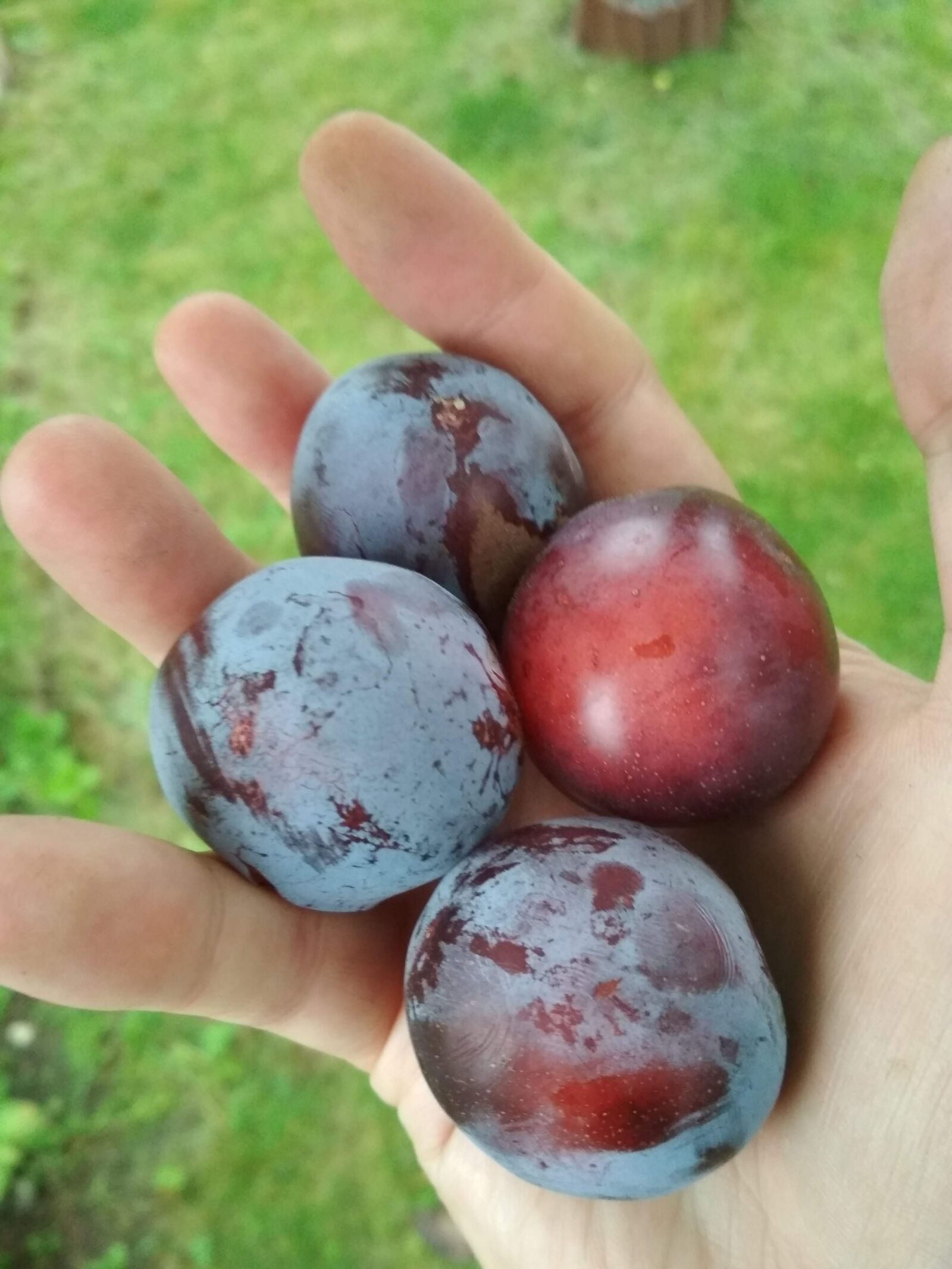 Xiaomi Redmi 4X sample photo. Plum, fruit, garden photography