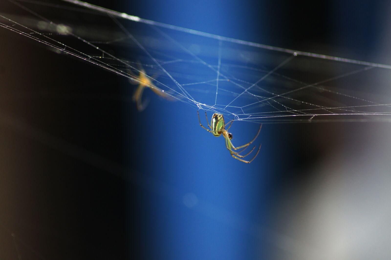 Sony SLT-A55 (SLT-A55V) sample photo. Insects, nature, armenia photography
