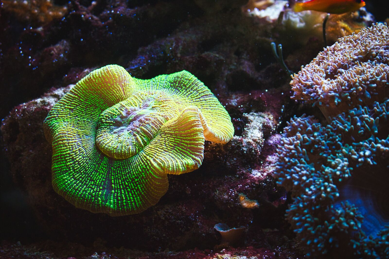 Canon EOS 70D sample photo. Aquarium, coral, nemo photography