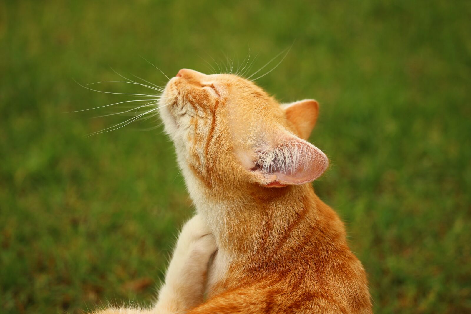 Canon EOS 100D (EOS Rebel SL1 / EOS Kiss X7) sample photo. Cat, mieze, kitten photography