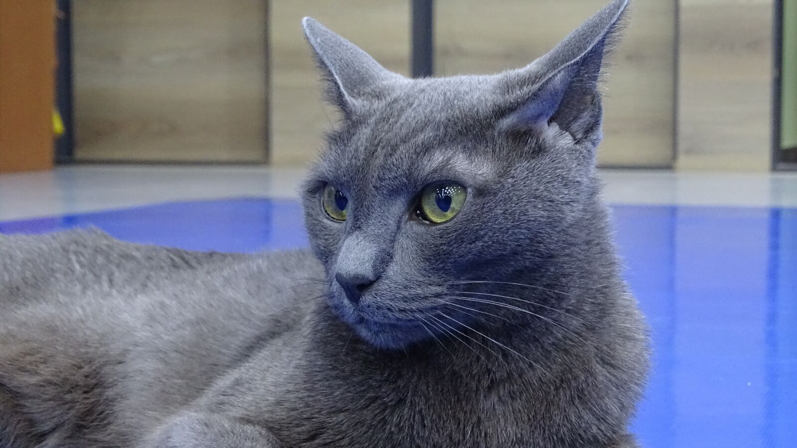 Sony Cyber-shot DSC-HX400V sample photo. Cat, russian blue, cute photography