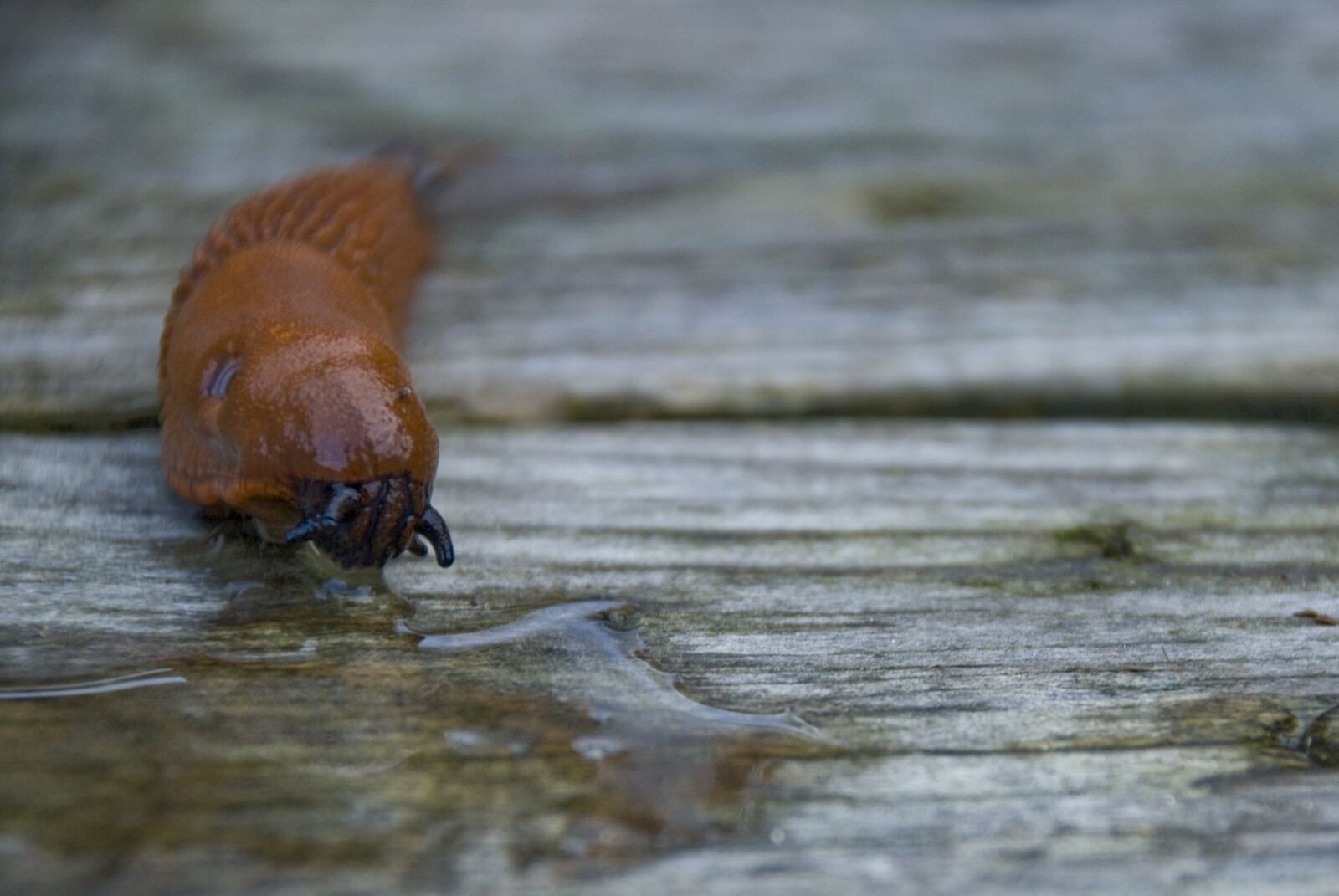 Nikon D80 sample photo. M rdarsnigel, spanish slug photography