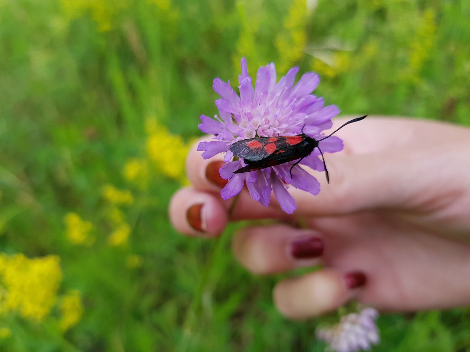 Samsung Galaxy S8+ sample photo. Insect, red, black photography