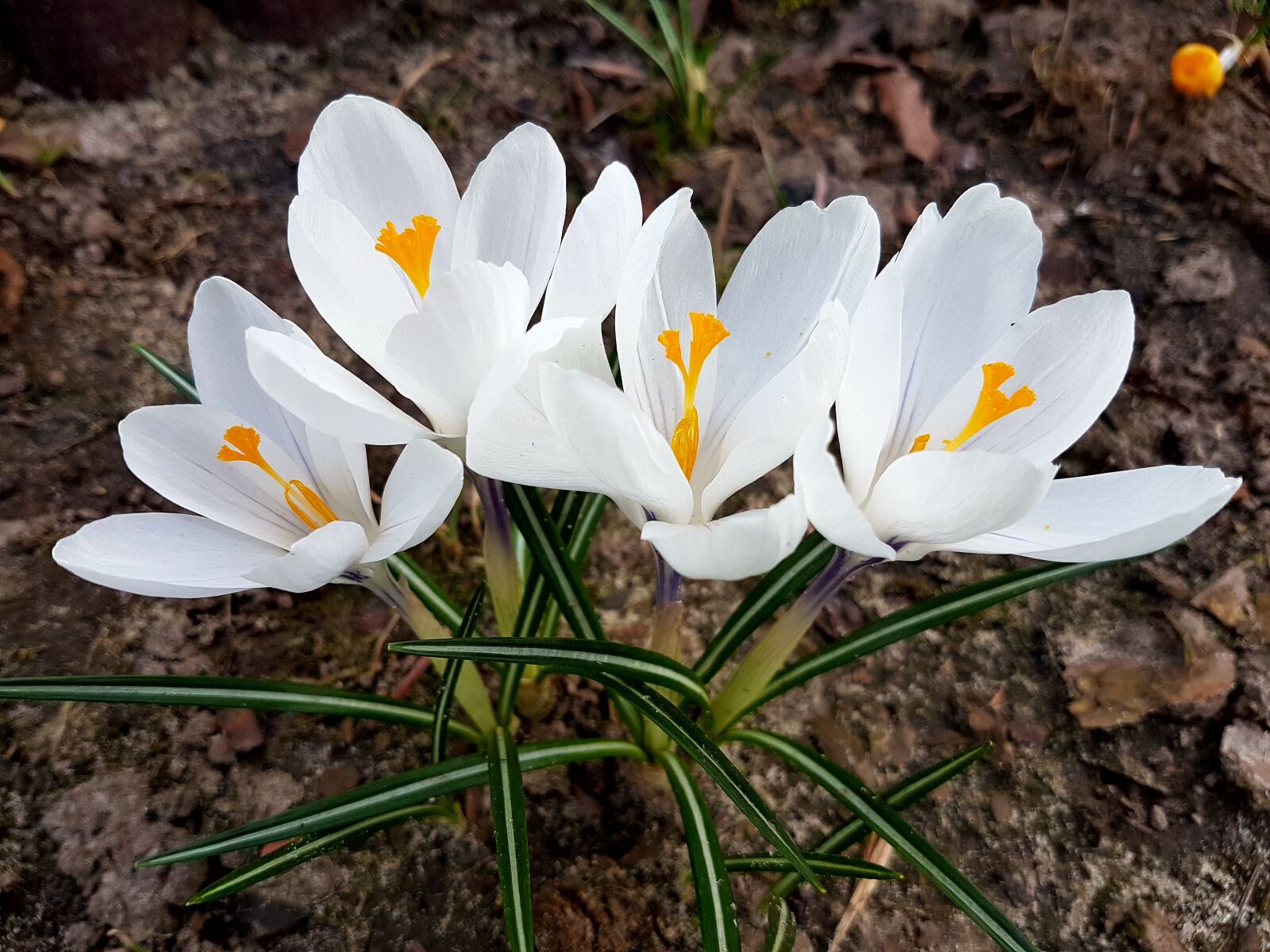 Samsung Galaxy S7 sample photo. Flowers, spring, crocus photography