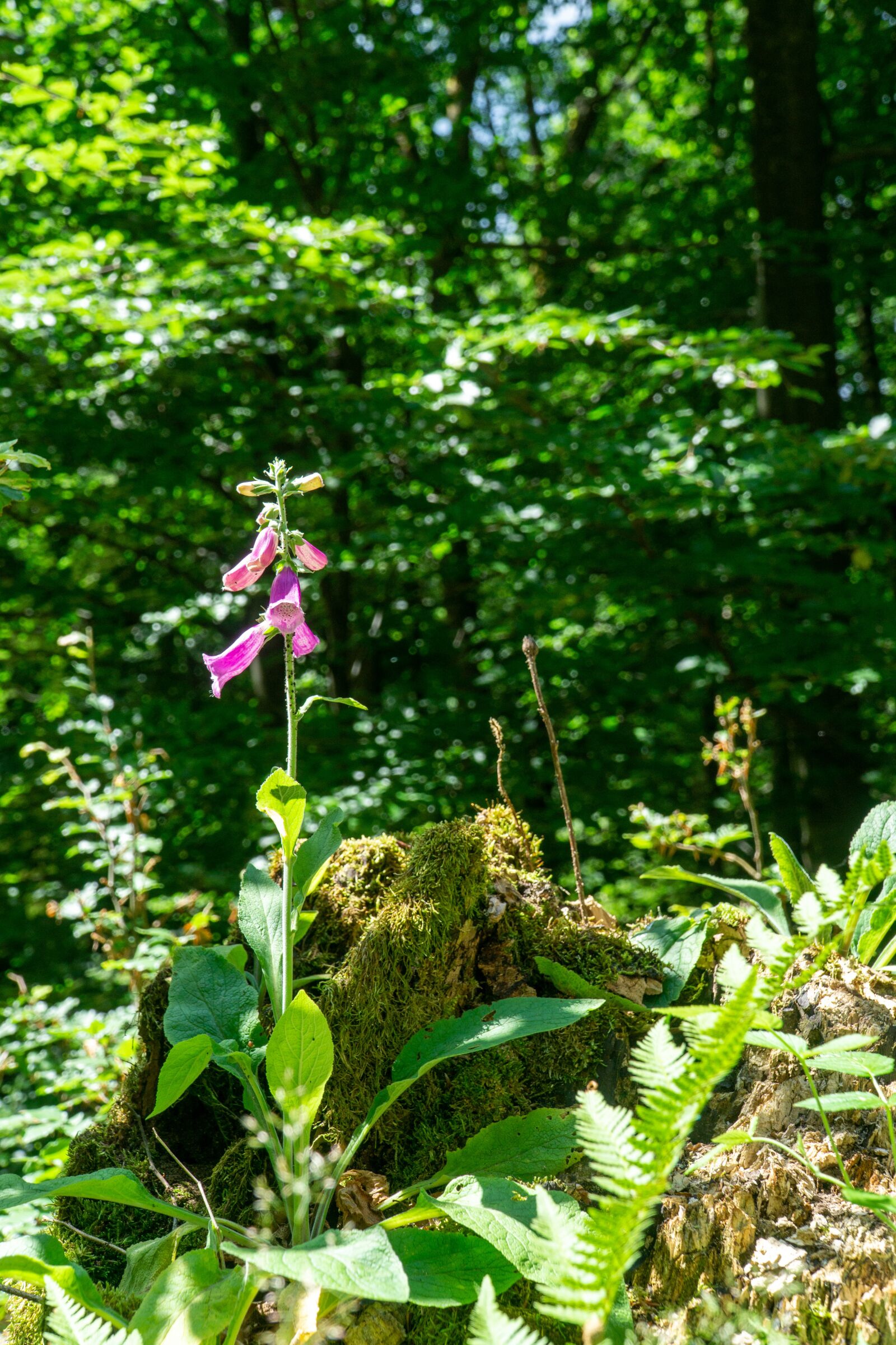 Sony a6000 + Sony E PZ 18-105mm F4 G OSS sample photo. Nature, forest, tree stump photography