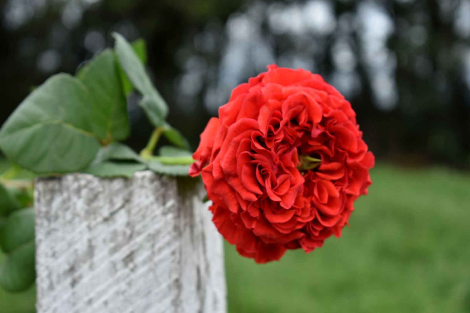 Nikon D3500 sample photo. Red, roses, love photography