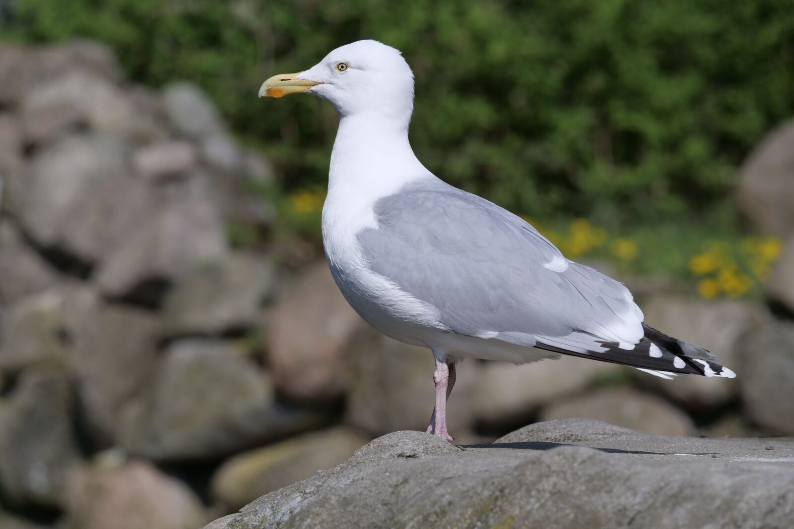Panasonic Lumix DC-G9 sample photo. Nature, bird, gull photography