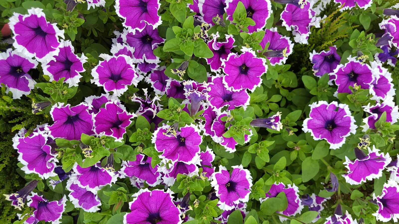Samsung Galaxy S6 sample photo. Flower, garden, nature photography