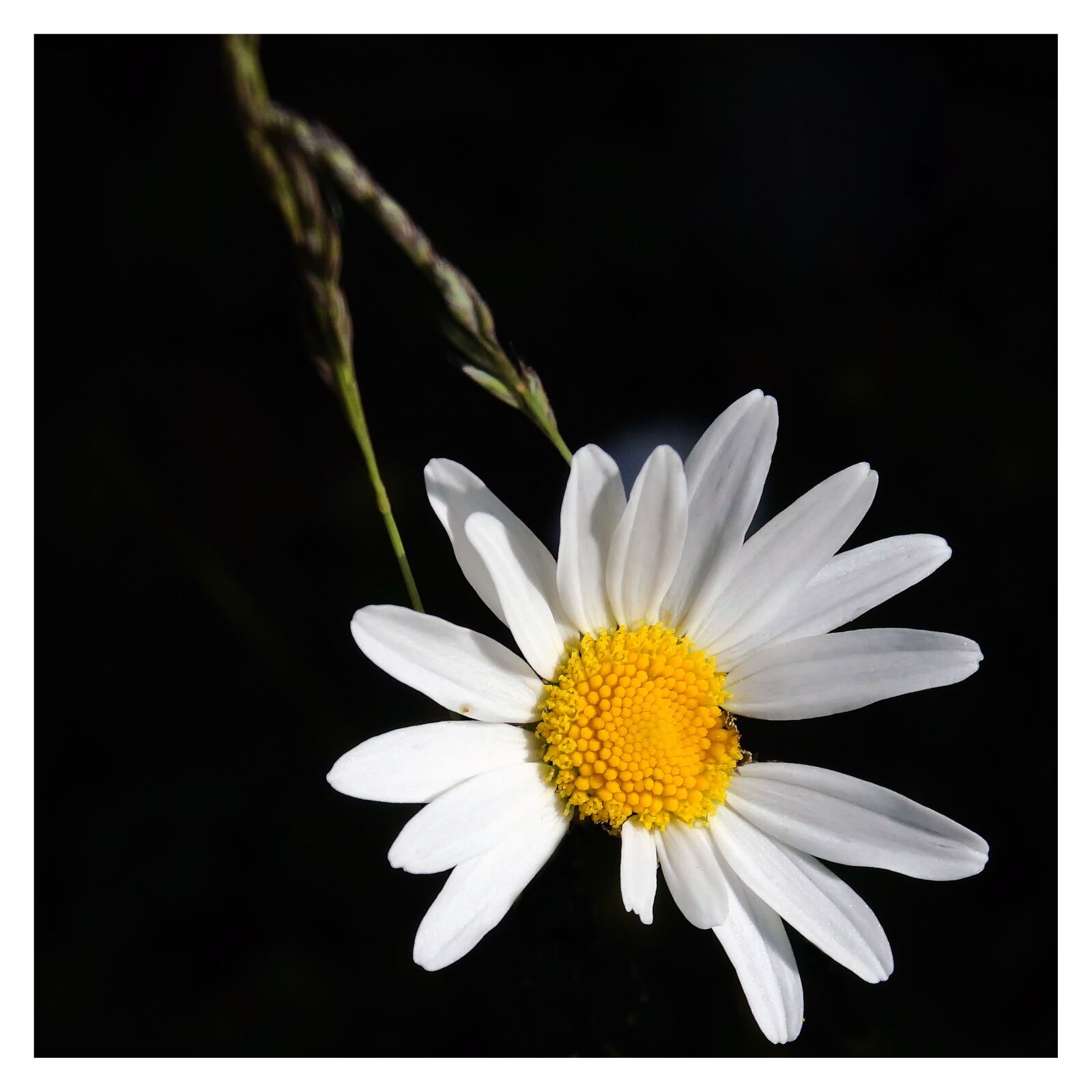 Sony ILCA-77M2 + Sigma 17-70mm F2.8-4 DC Macro HSM sample photo. Flower, white flower, wild photography