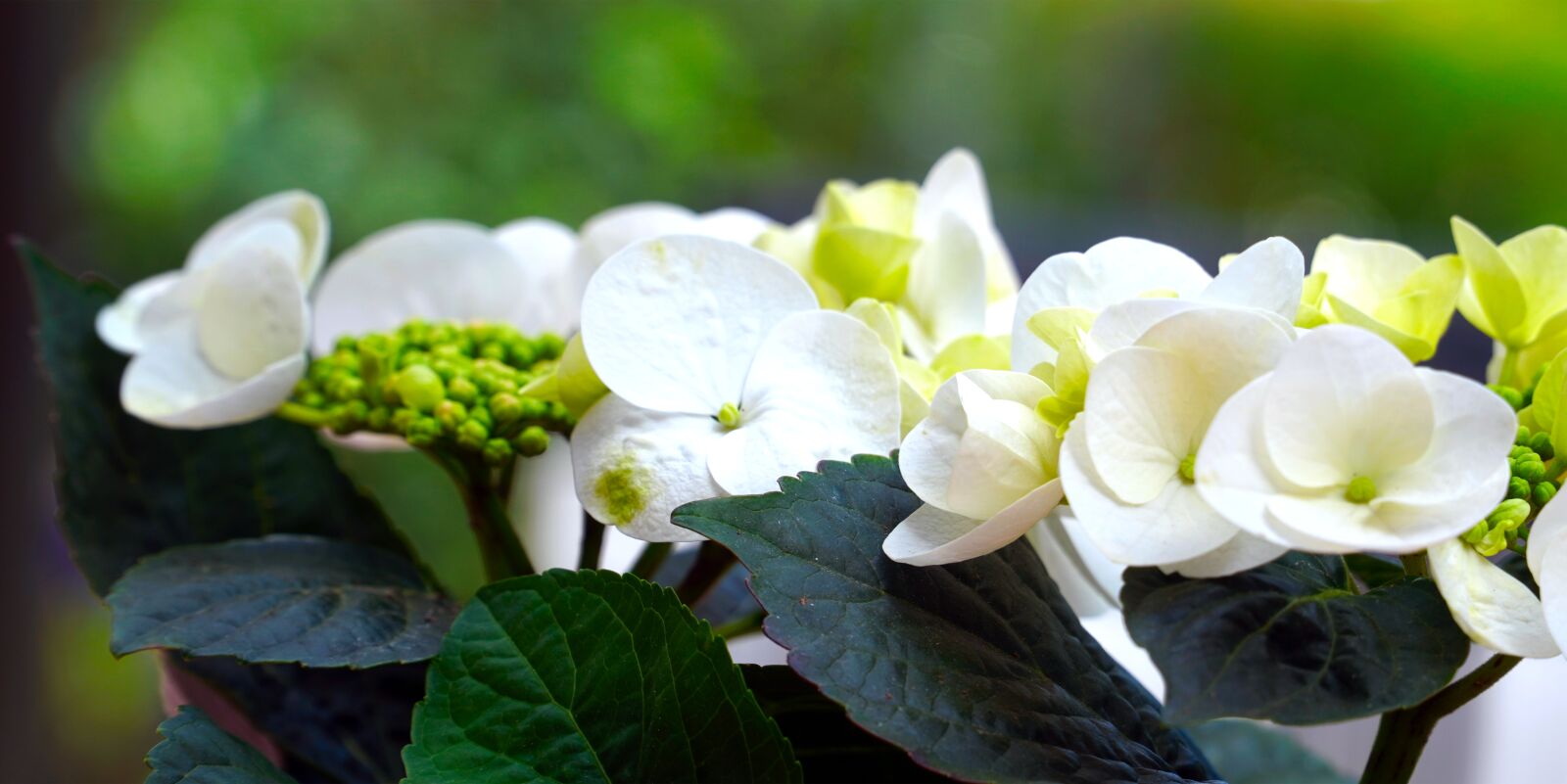 Sony E PZ 18-105mm F4 G OSS sample photo. Hydrangea, flower, blossom photography