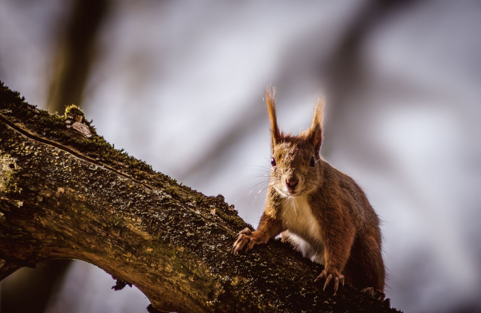 Canon EOS 700D (EOS Rebel T5i / EOS Kiss X7i) sample photo. Squirrel, animal, nature photography