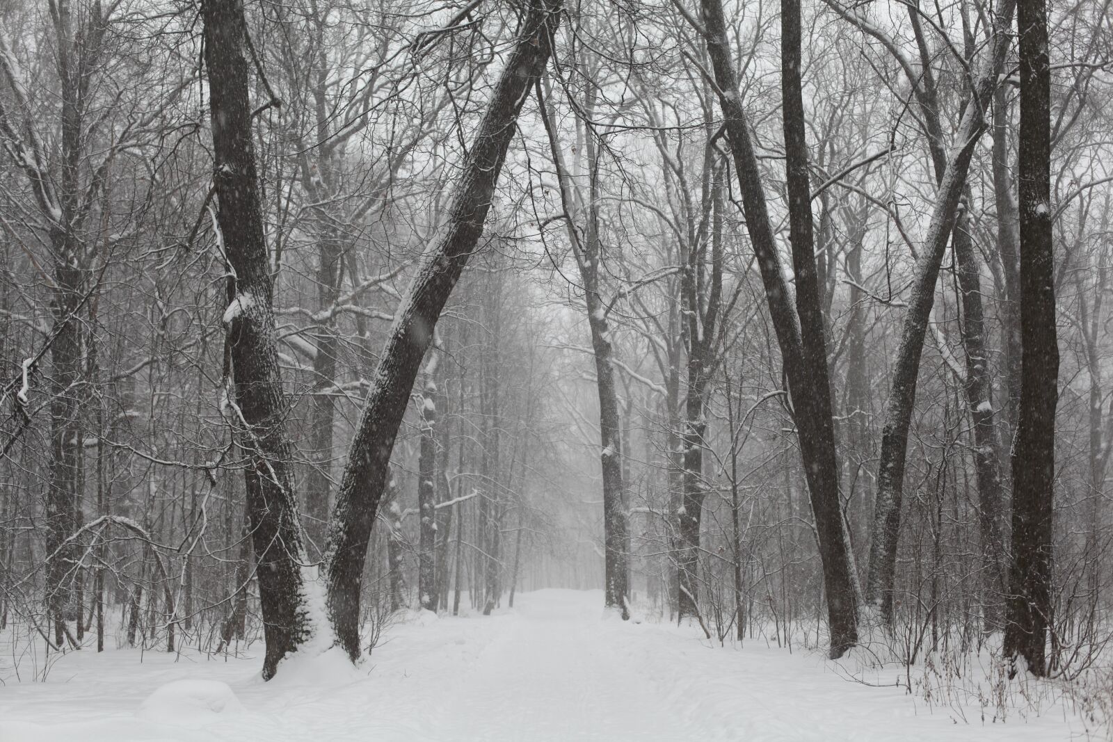 Canon EOS 5D Mark II sample photo. Park, winter, russia photography