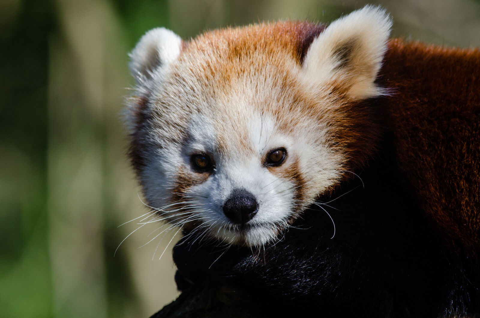 Nikon D7000 + Sigma APO Tele Macro 300mm F4 sample photo