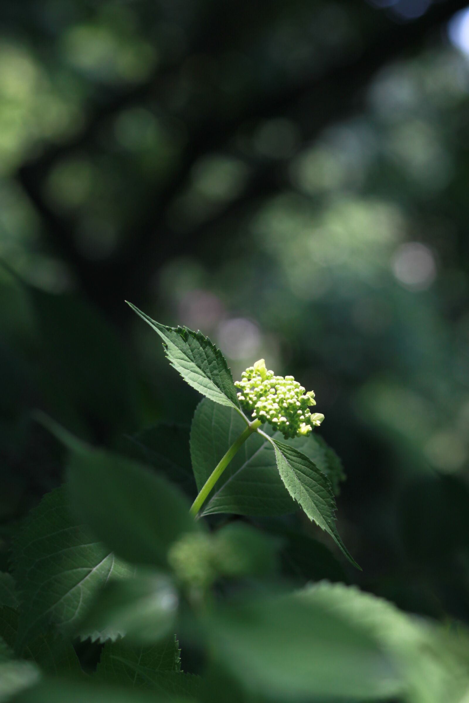 Canon EOS 500D (EOS Rebel T1i / EOS Kiss X3) sample photo. Nature, leaf, plants photography