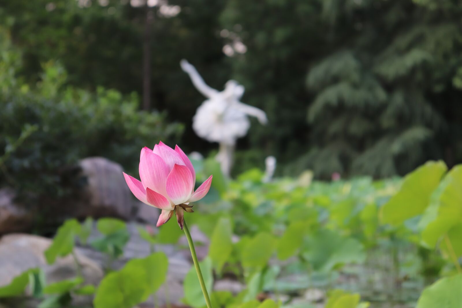Canon EOS 800D (EOS Rebel T7i / EOS Kiss X9i) sample photo. Lotus, flower, leaf photography