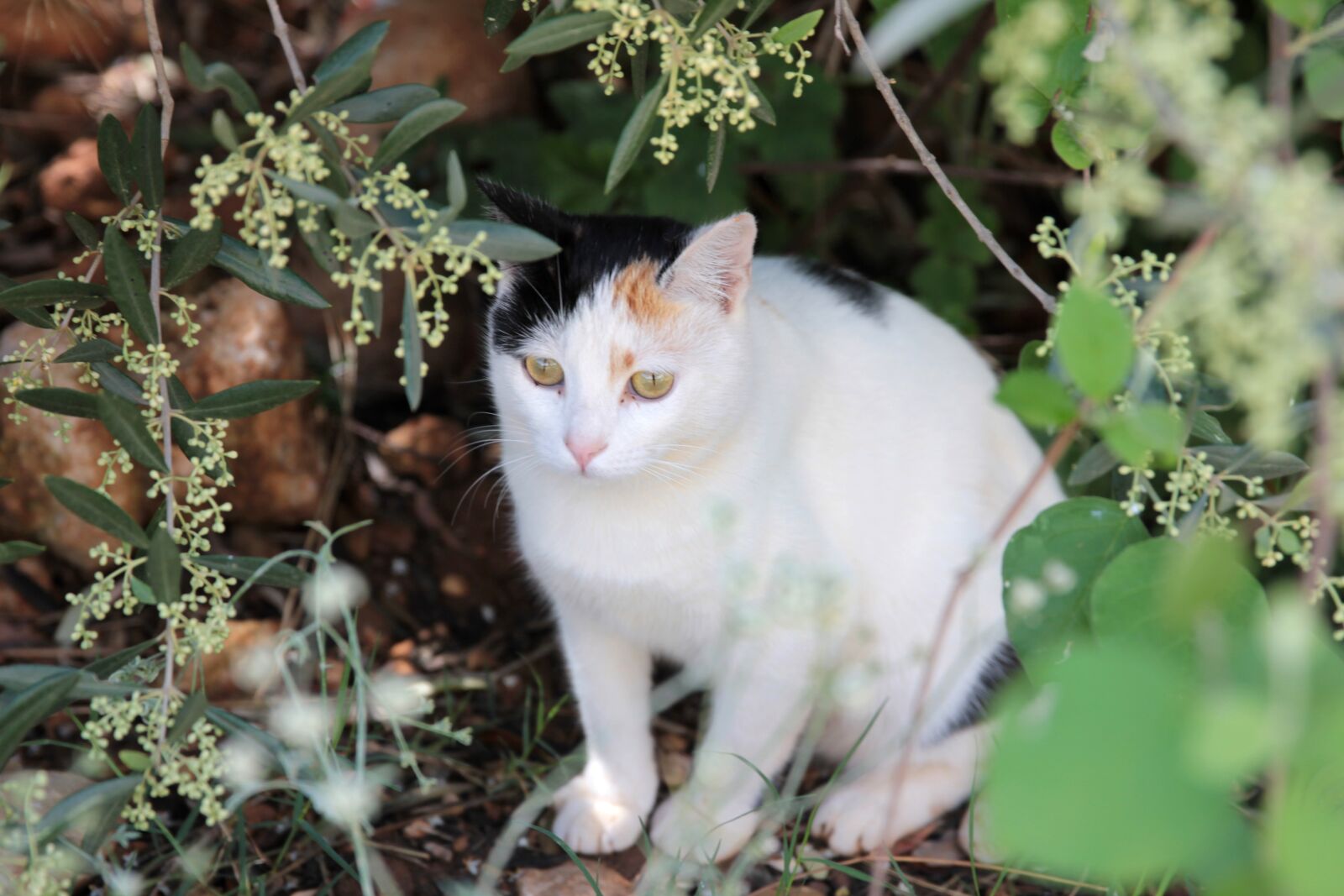 Canon EOS 550D (EOS Rebel T2i / EOS Kiss X4) sample photo. Cat, my dear cat photography
