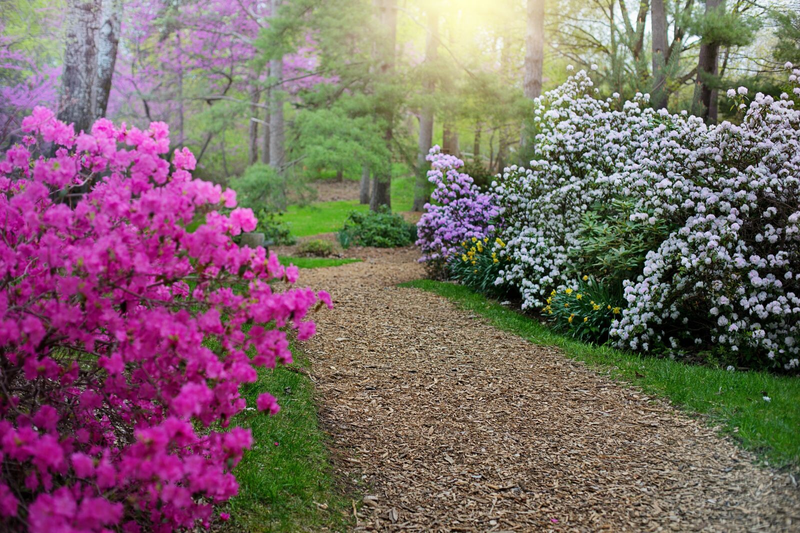 Canon EOS 5D Mark III sample photo. Spring, rhododendrons, path photography
