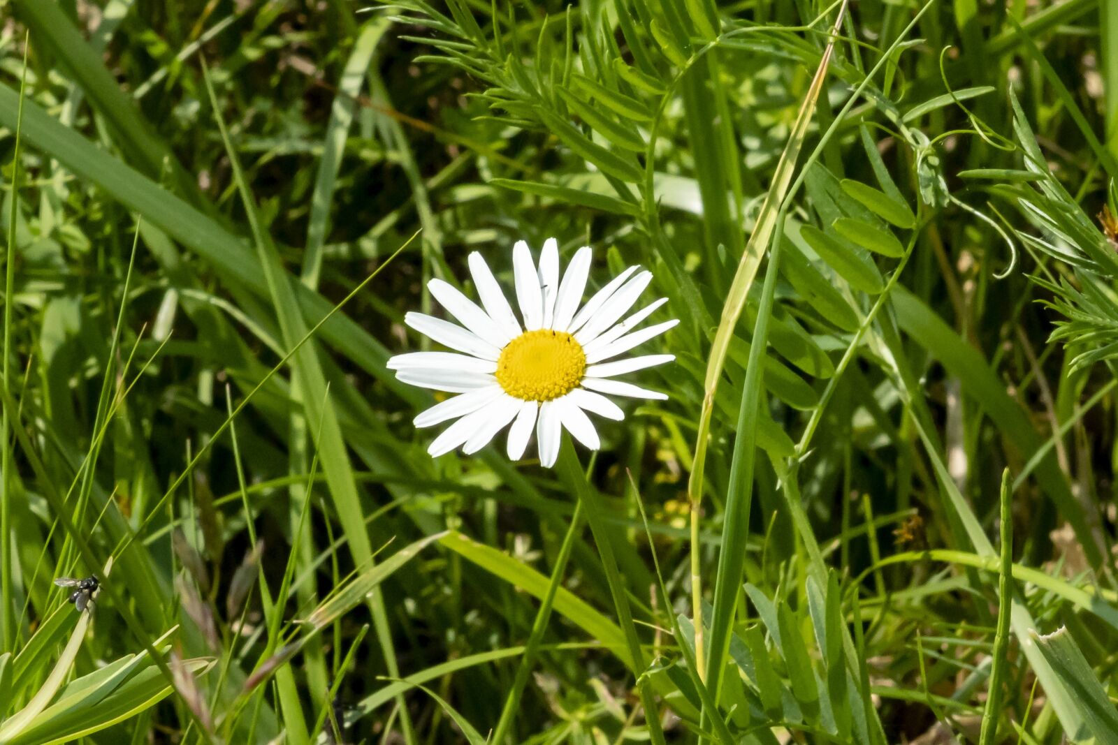 Canon EF75-300mm f/4-5.6 sample photo. Wildflower, daisy, meadow flower photography