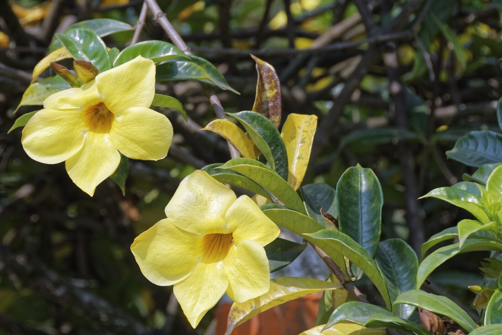 Nikon D500 sample photo. Flowers, plant, nature photography