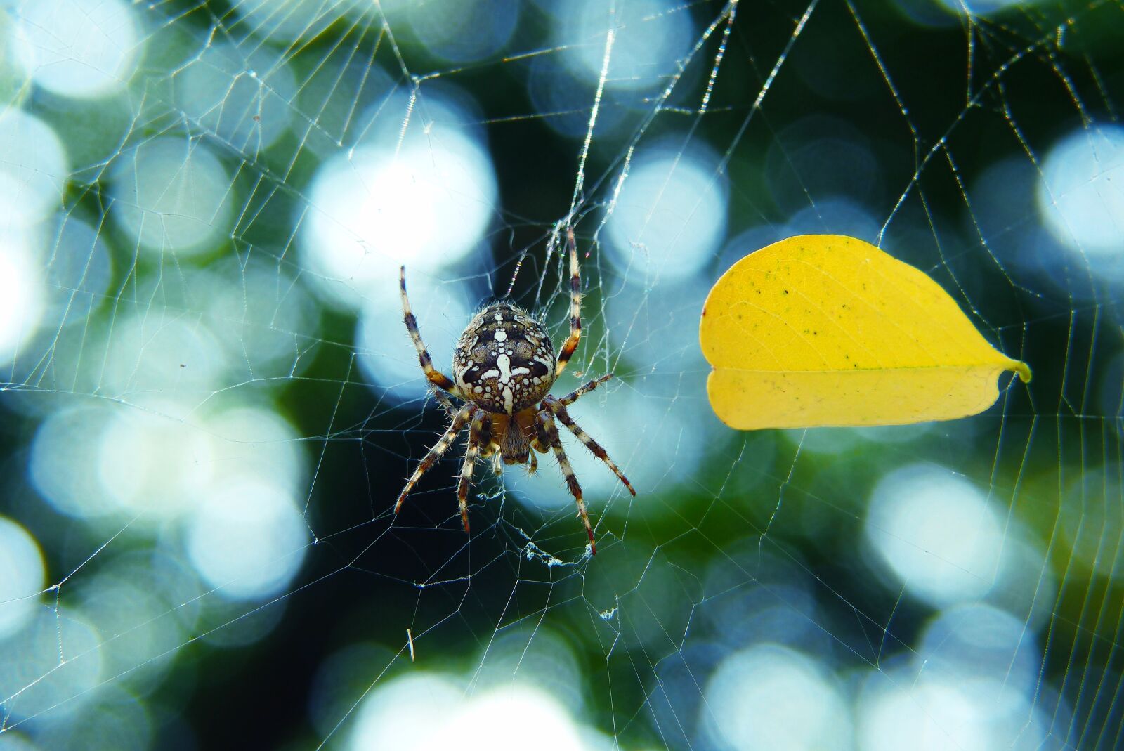 Panasonic Lumix DMC-FZ200 sample photo. Crusader garden, spider, signs photography