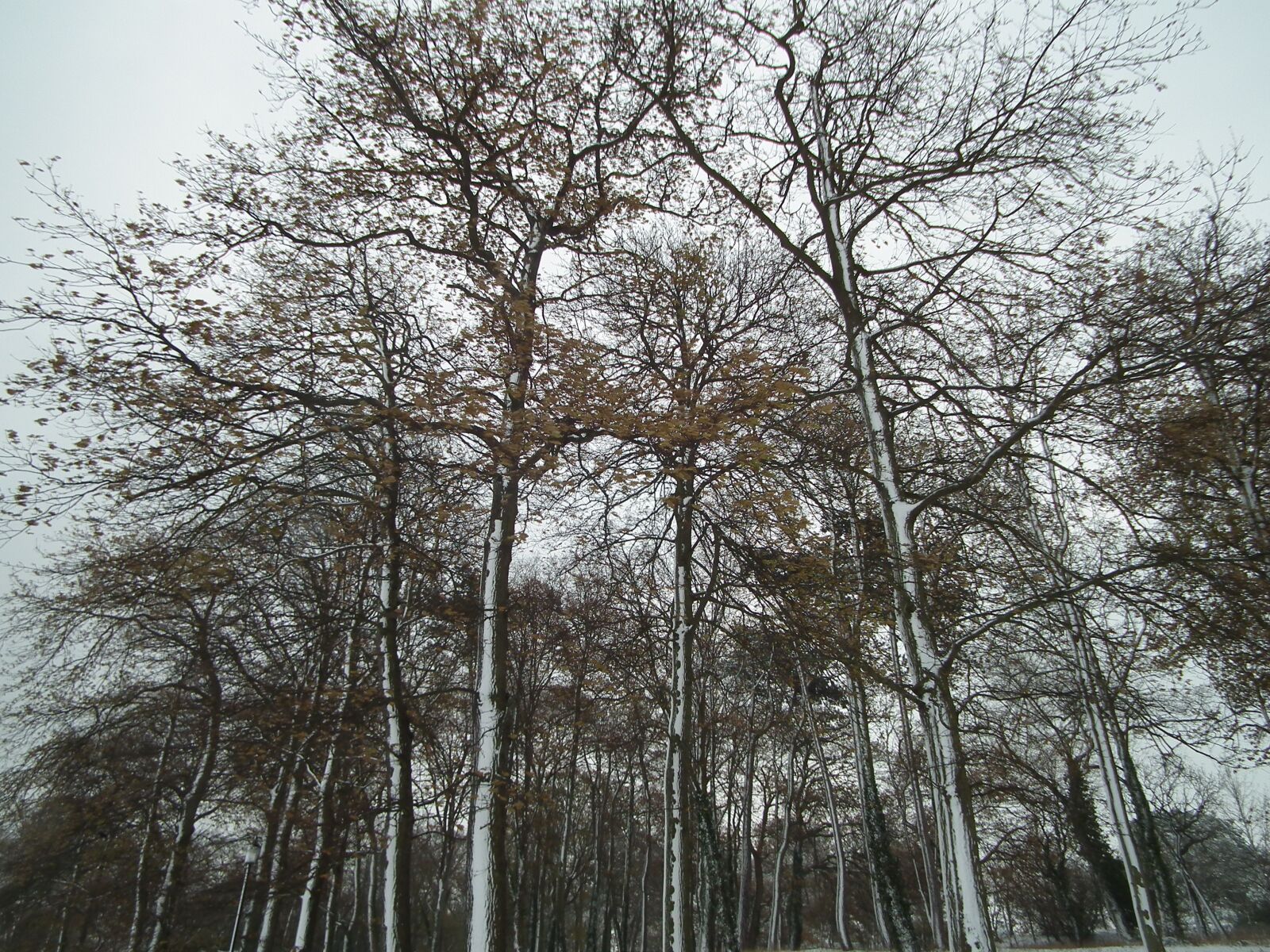 FujiFilm FinePix HS10 (FinePix HS11) sample photo. Winter, trees, snowy photography