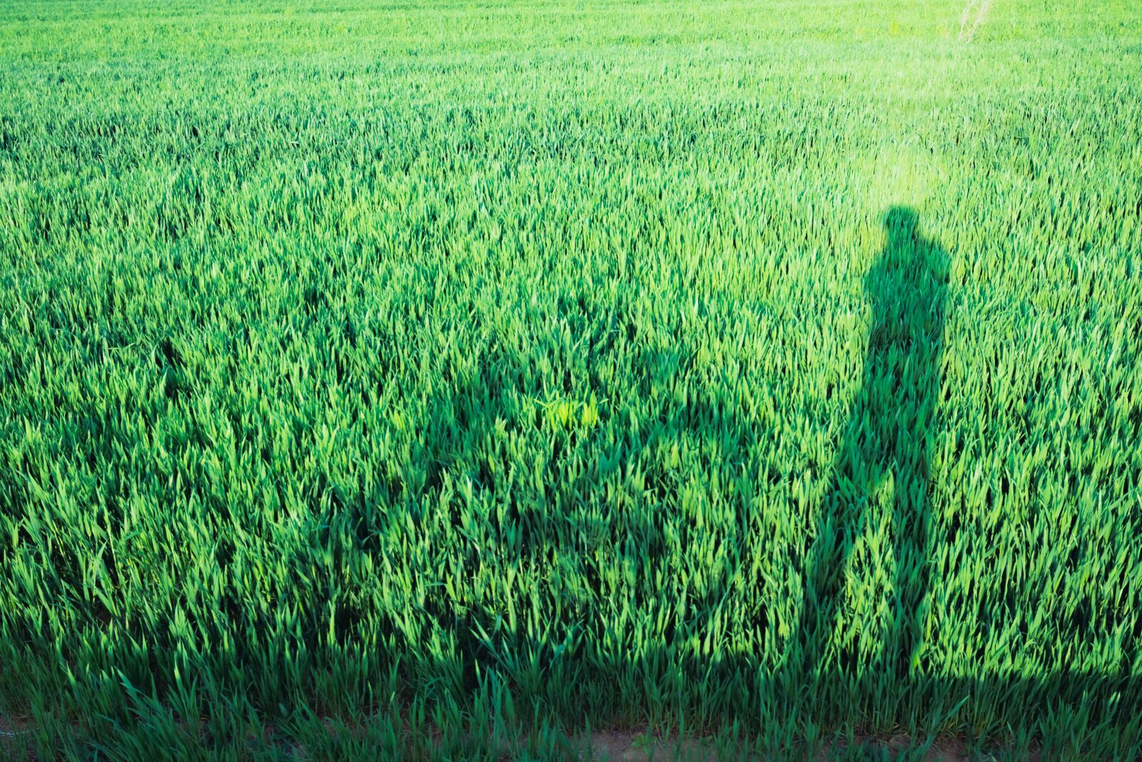 Nikon D7200 sample photo. In wheat field, riding photography