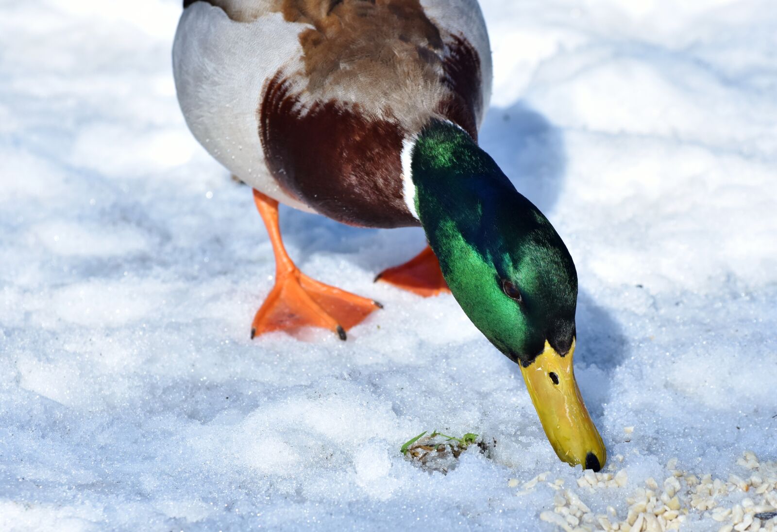 Nikon D7200 sample photo. Duck, drake, water bird photography