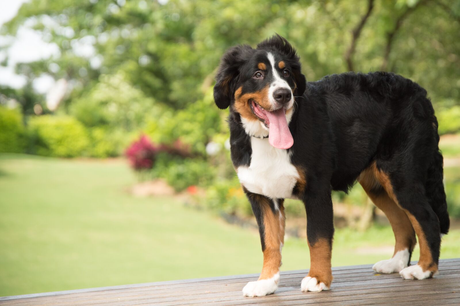 Nikon D4 sample photo. Animal, dog, bernese mountain photography