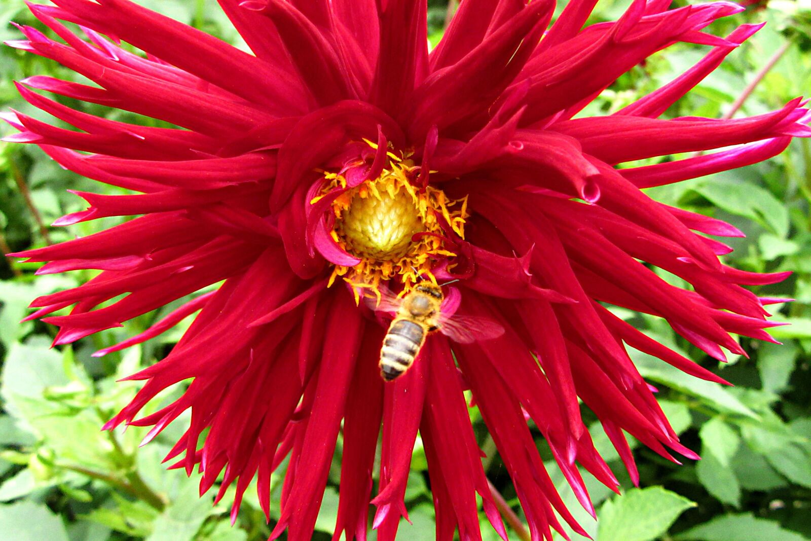 Canon PowerShot SX610 HS sample photo. Red, bee, search photography