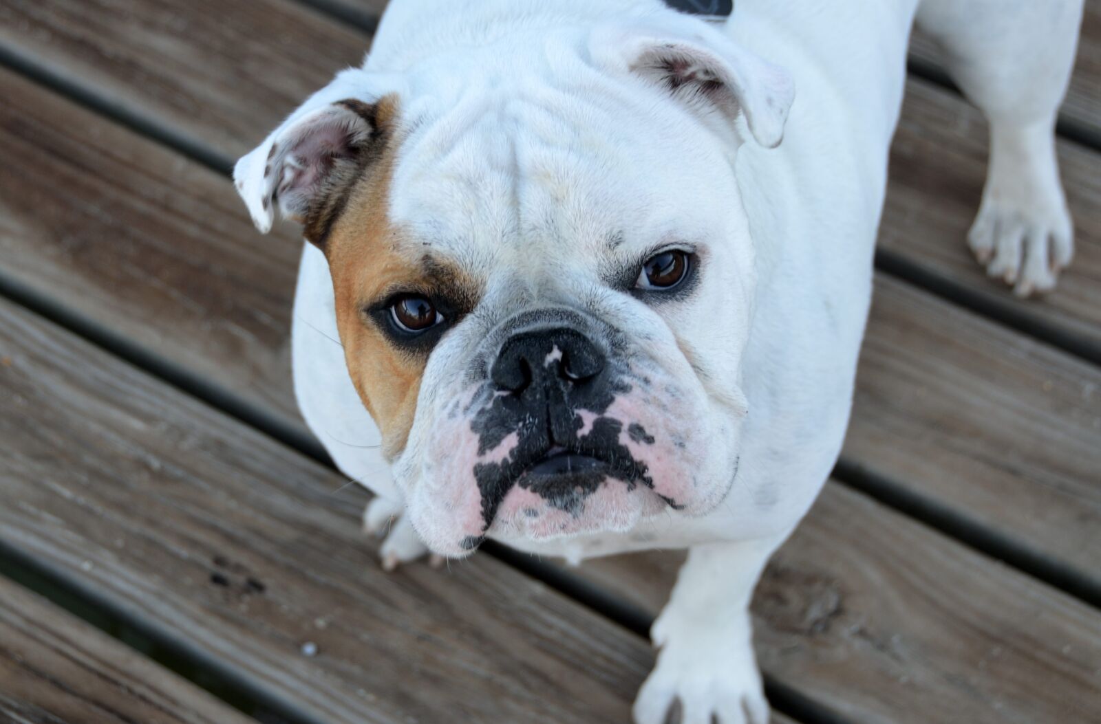 Nikon D7000 sample photo. Bulldog, dog, pet photography