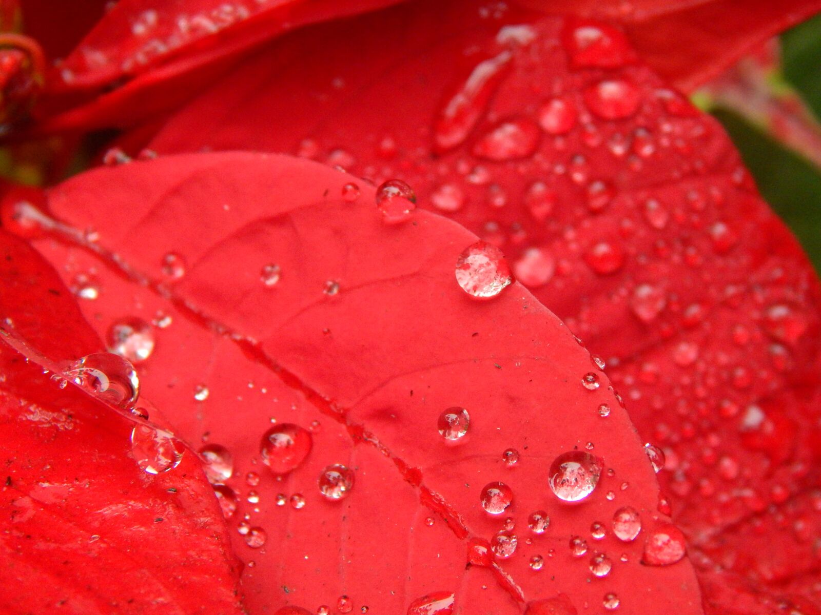 Nikon Coolpix L820 sample photo. Red petals, red, red photography
