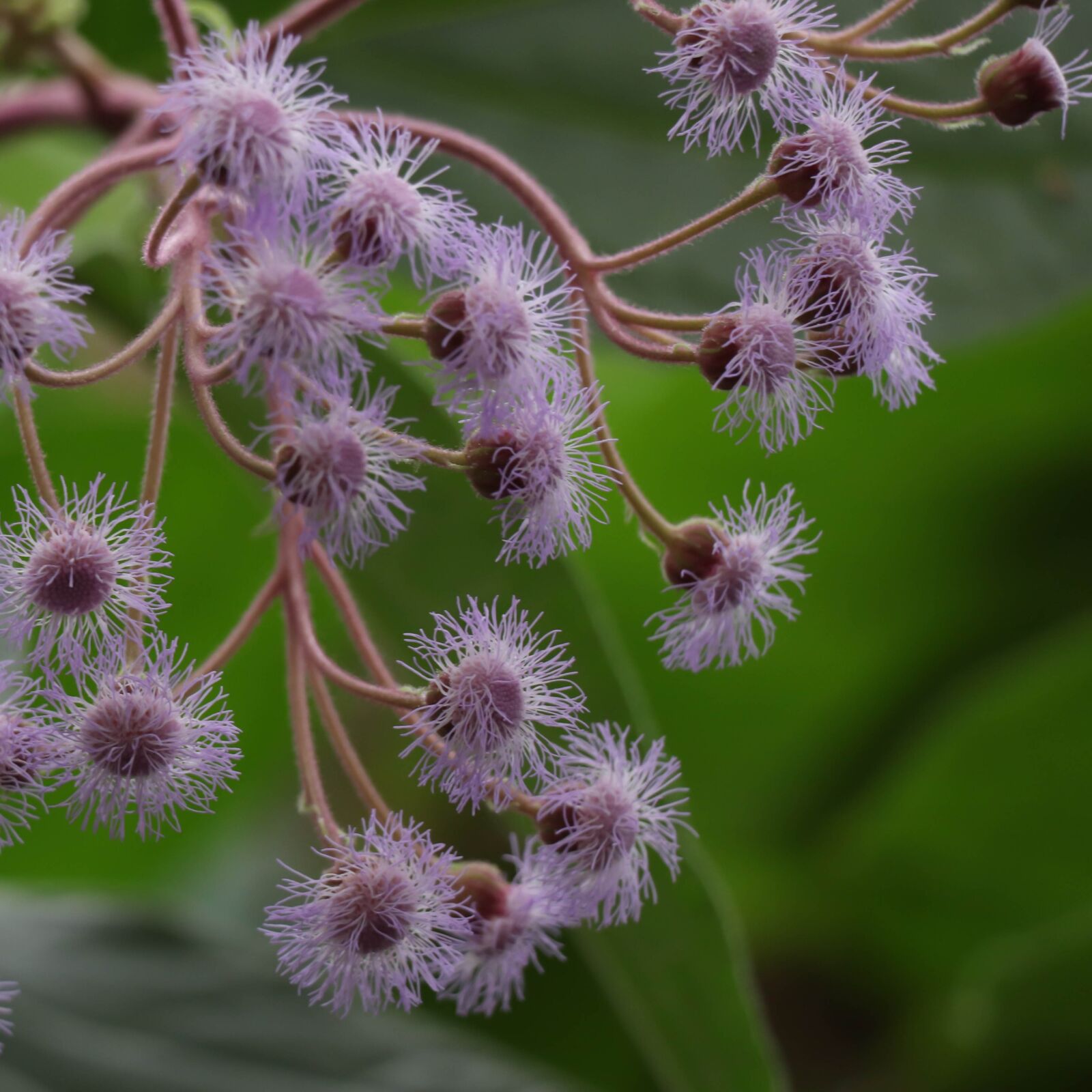 Canon EOS 77D (EOS 9000D / EOS 770D) sample photo. Flowers, lilac, spring photography