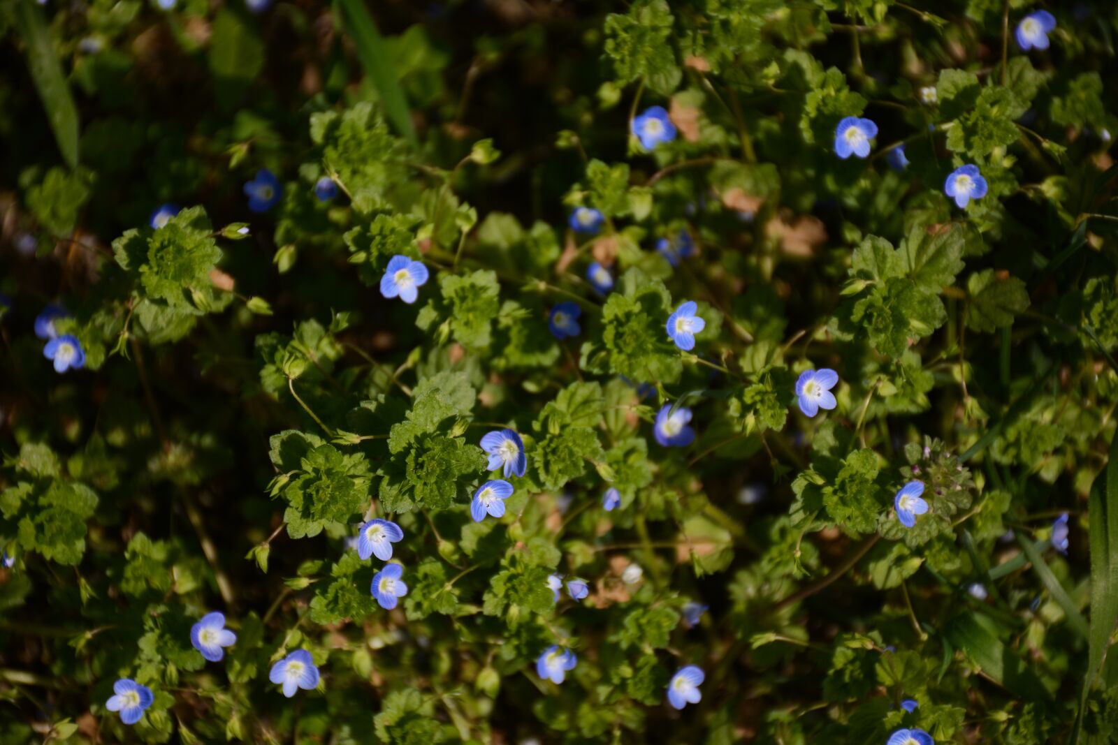 Nikon D7100 sample photo. Flower, wild flowers, spring photography