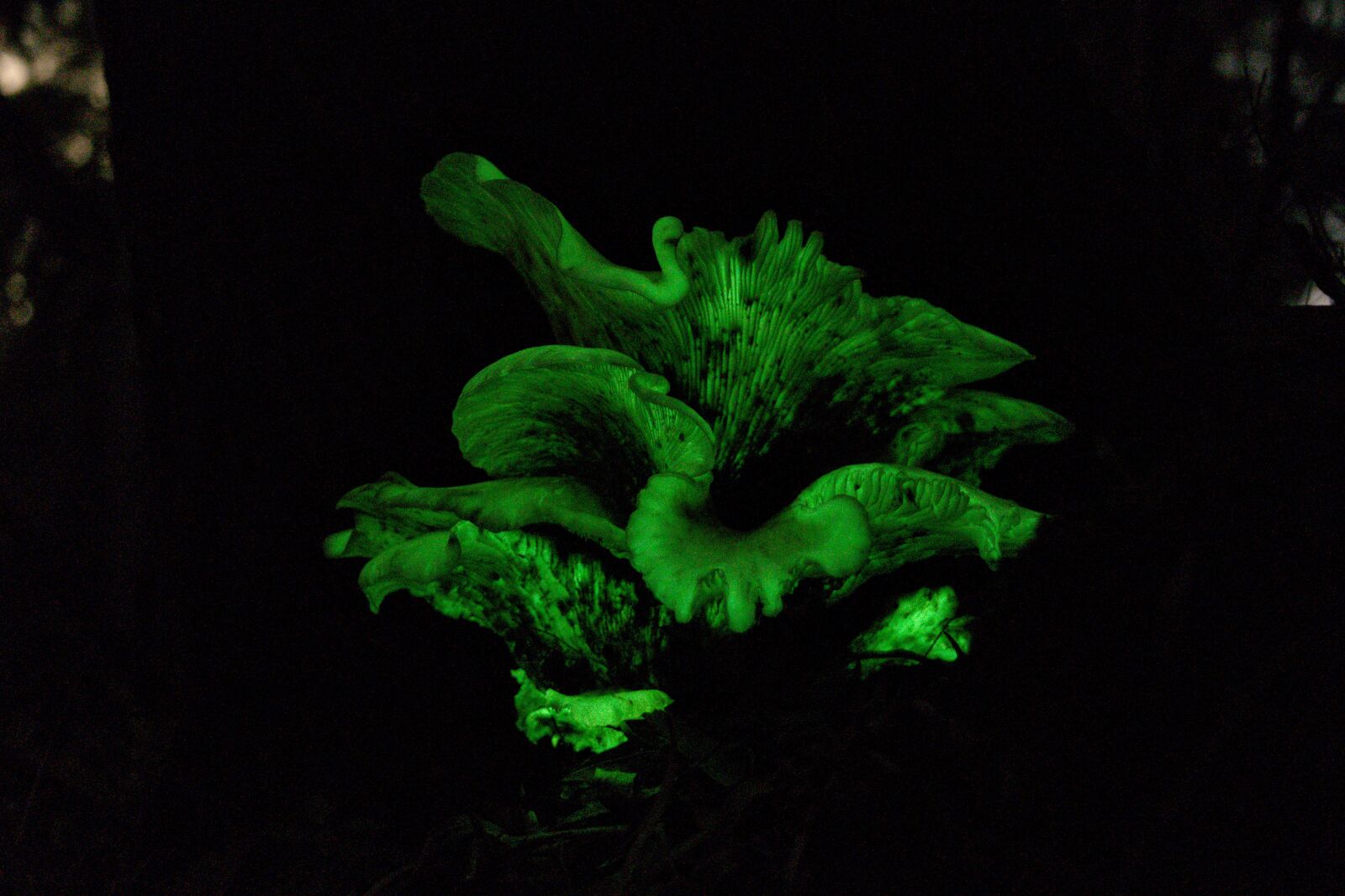 Nikon D3300 sample photo. Fungi, luminous, magical photography