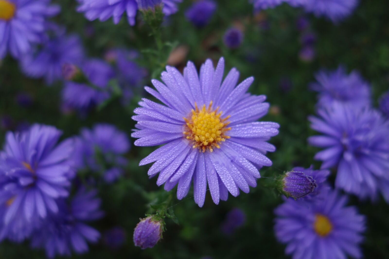 Sony Cyber-shot DSC-RX100 sample photo. Asters, daisies, bloom photography