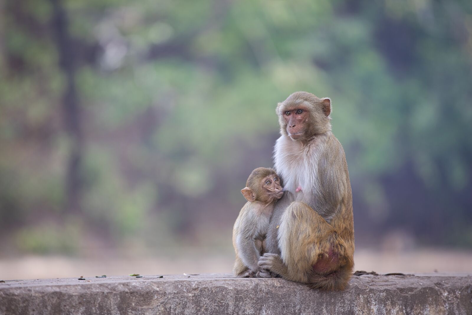 Canon EF 70-200mm F2.8L IS II USM sample photo. Monkey, animal, gorilla photography