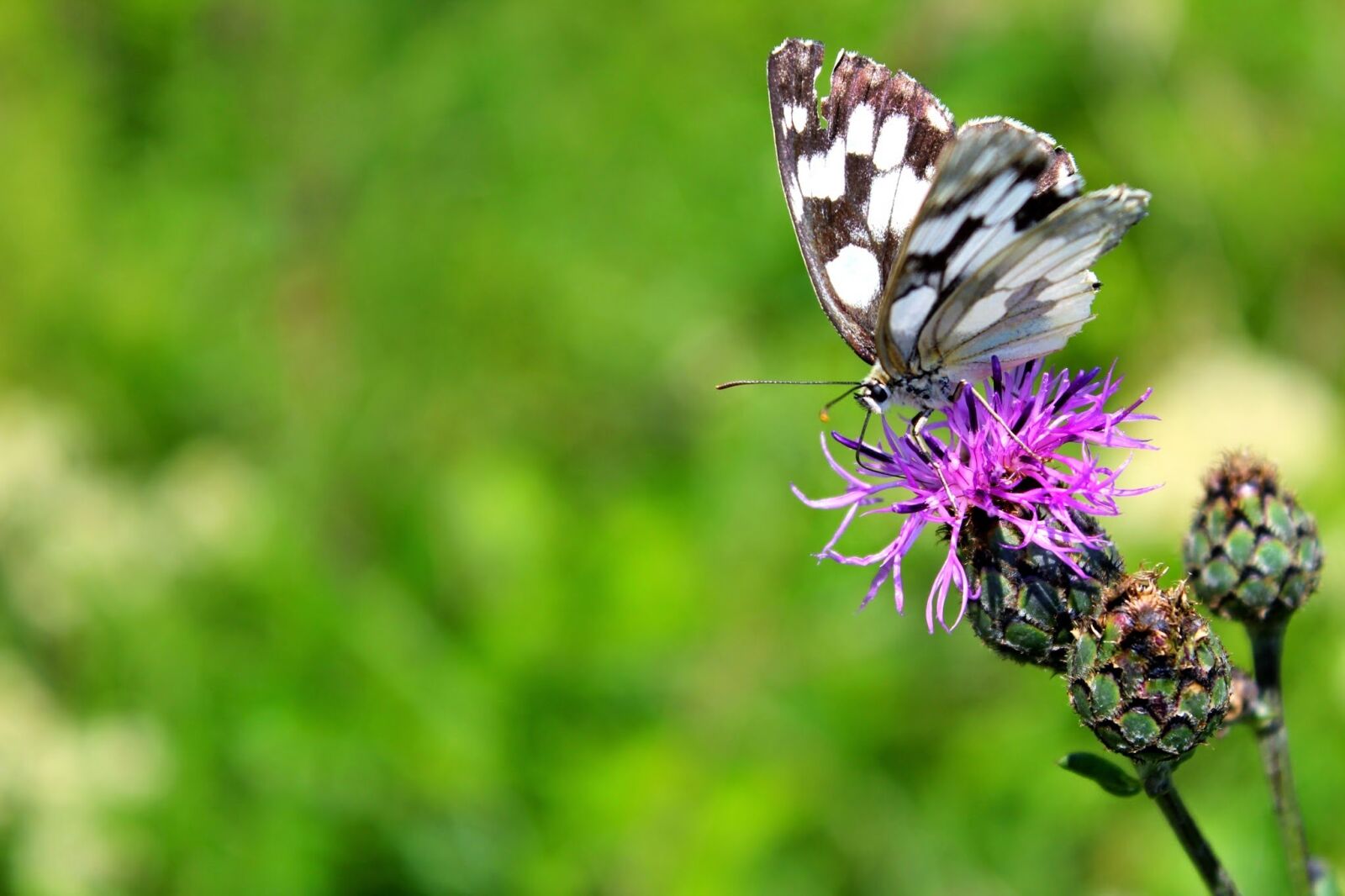 Canon EOS 600D (Rebel EOS T3i / EOS Kiss X5) sample photo. Butterfly, green, natural photography