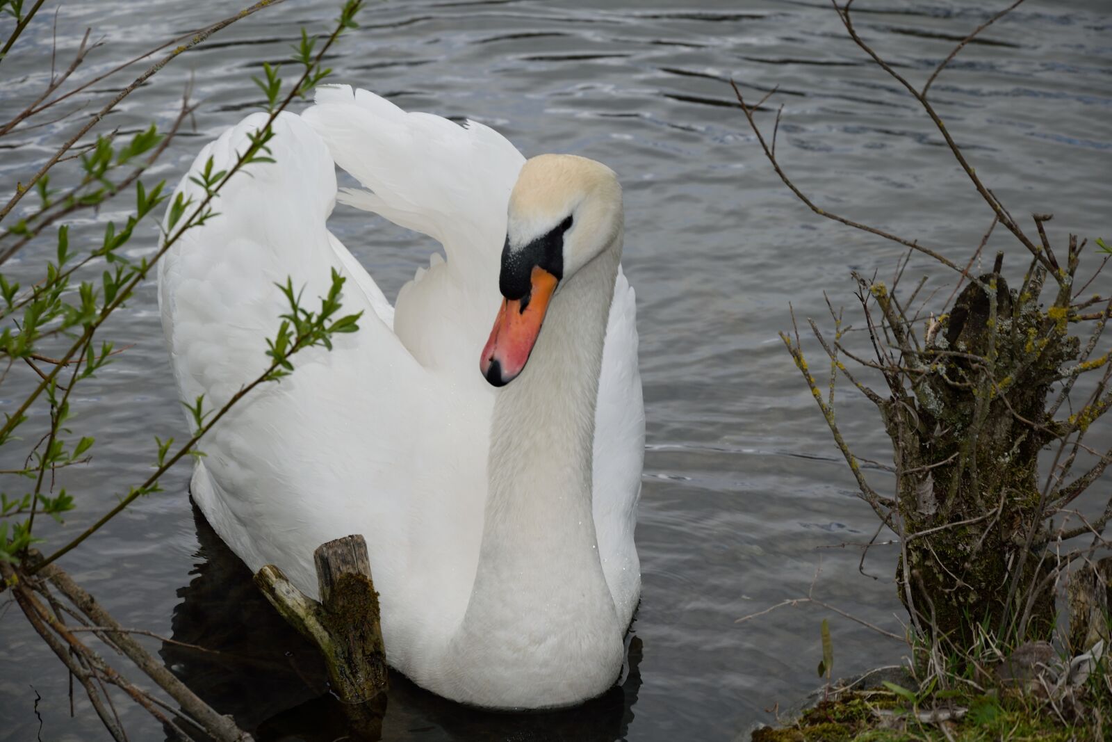 Nikon D3300 sample photo. Swan, white, pond photography