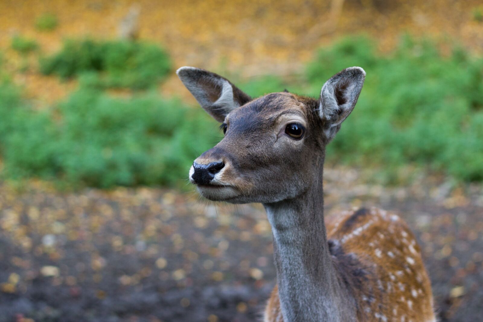 Canon EOS 550D (EOS Rebel T2i / EOS Kiss X4) + Canon EF 50mm F1.8 II sample photo. Nature, deer, animal photography